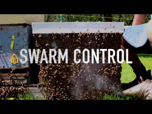 Video de pronunciación de swarm en Inglés