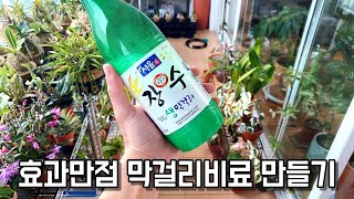막걸리비료 만들기!! 대박 효과좋은 천연비료 막걸리비료 만드는 방법!!