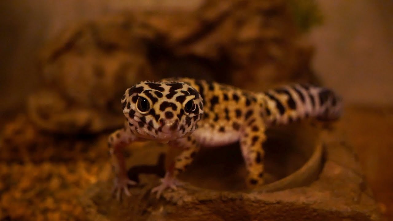 ヒョウモントカゲモドキ 飼育＃100 ごまおの子