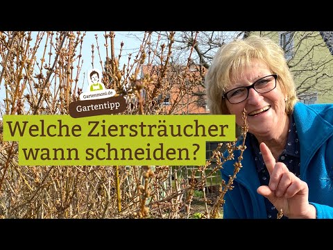 Pruning ornamental shrubs - Which shrubs should you prune when? A flowering rule of thumb makes i...