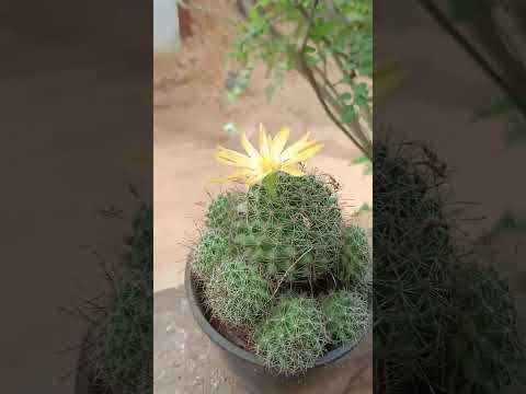 Flower🌼🦋,#youtube #youtubeshorts #shortsviral #shorts #ytshorts #ytshort #shortsvideo #flower