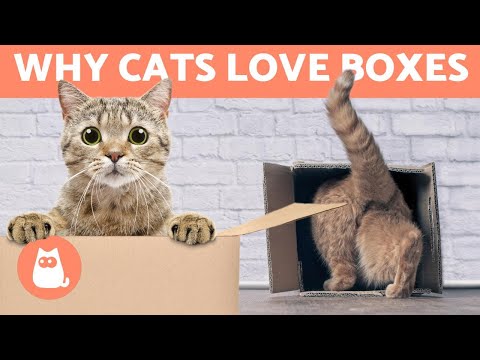 Why Do CATS Like BOXES so Much? 😻📦 (6 Reasons)