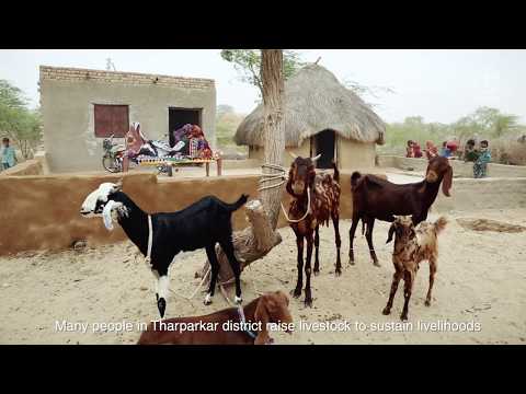Control of Peste des Petits Ruminants (PPR) in rural Pakistan
