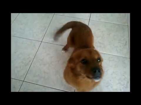 Happy smiling rescued dog!!