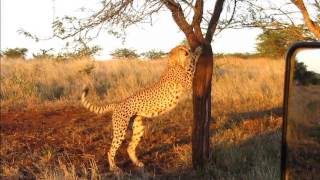 preview picture of video 'April 2013 sightings at Rhino River Lodge'