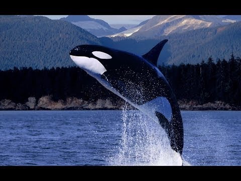 Highly Intelligent Orca: Killer Whales - Nature Documentary ✔