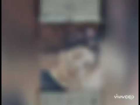 Iosif Sardaru - Asunav doar ki vocea