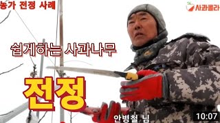[사과전정] 쉽게하는 사과 전정 ㆍ유목 어린 나무/농가사례