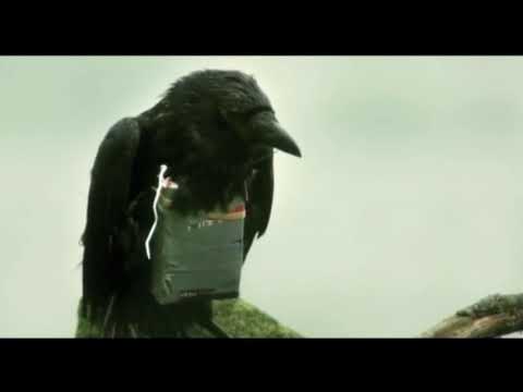 Four Lions Go to Heaven Brother Crow