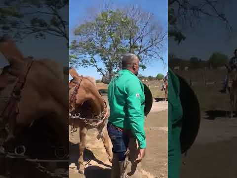 Brasilândia de Minas: Tradição dos Muladeiros Marcou Percurso de 35 km Rumo à Comunidade do Bambu