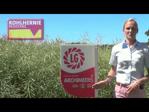 LG Seeds Deutschland | ARCHIMEDES - kohlhernieresistenter Raps