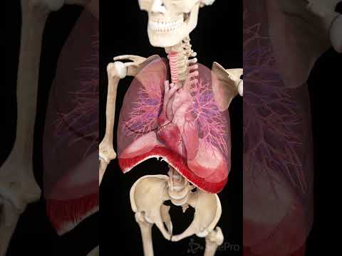 Diaphragm, Heart & Lungs in Motion | 3D Anatomy Animation