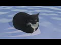 weebls stockmarket 3d (floating cat on water)