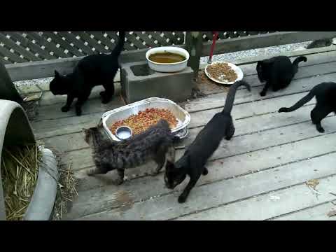 What we feed our  feral cats