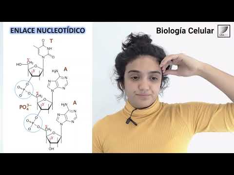 11. Cell Biology: Structure and Function of Nucleic Acids