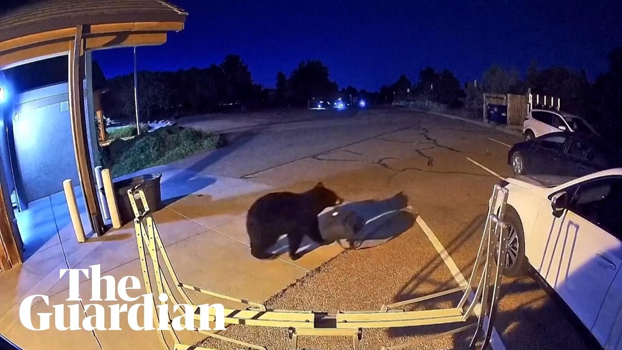 Video: Hungry bears enter US West homes and shops amid 2026 drought-driven food shortages