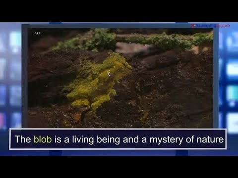 ニュースワード。ブロブ (News Words: Blob)