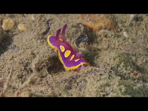 Felimida luteorosea
