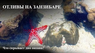Когда ловится лучше рыба во время прилива или отлива