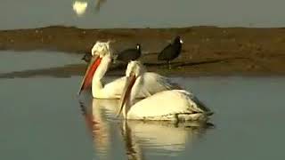 preview picture of video 'Kaj Birds Sanctuary at Kodinar (Gujarat) #Kodinar #birds # environment #Kaj'