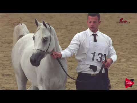 N 130 SHALFA AL SHAQAB   2019 Al Shaqab Arabian Horse Show Festival   Mares 4 6  Years Old Class 5B