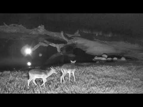 Djuma: Impala herd - 21:15 - 07/18/18