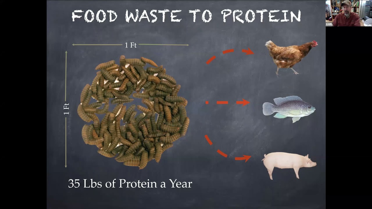 Compost - Composting with Black Soldier Grubs