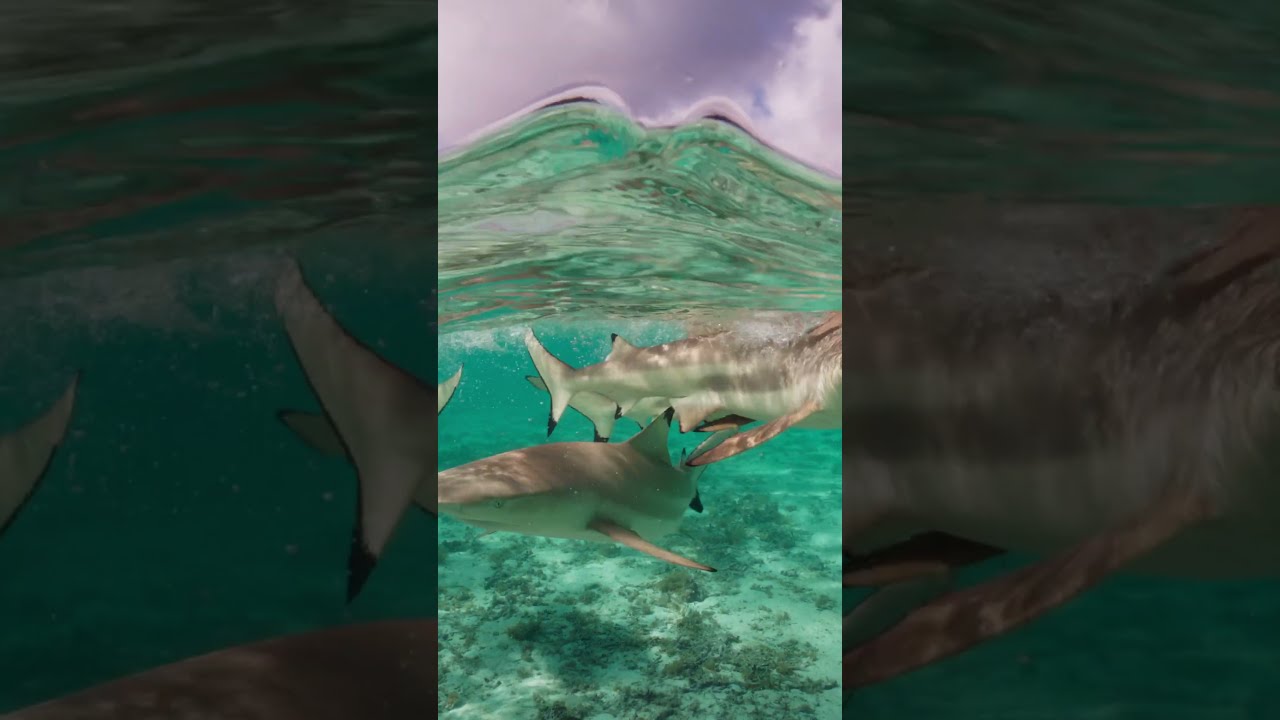 Bora Bora's Blacktip Reef Sharks