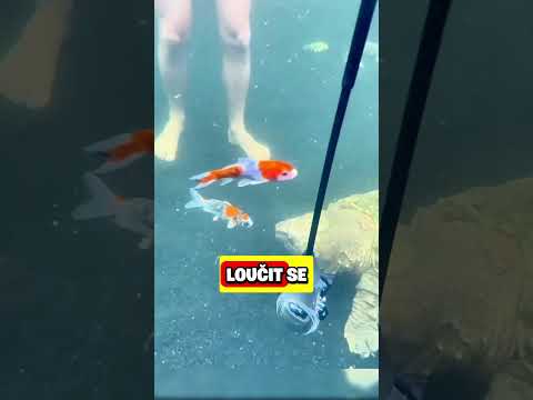 NEČEKANÉ VĚCI!😱 #shorts #fakta #zajimavosti