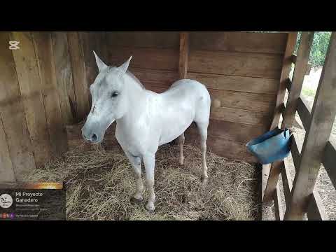 Caballeríza Hermanos Serrano El Almendro Rio San Juan #caballeria #caballos #equinos #caballeriza