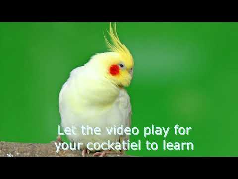 Bird Whistle Training - Cockatiel Trainig Sound - Dont Worry Be Happy