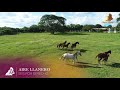 SEIS POR DERECHO | AIRE LLANERO