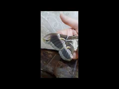 The Eri silkmoths are emerging :)