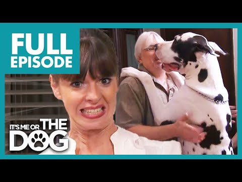 150lbs Great Dane Is Out Of Control! | Full Episode USA
