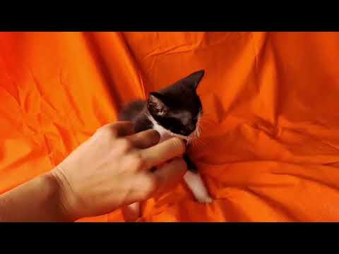 Vídeo de KALA