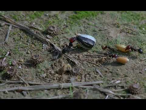 Microcosmos (1996) - Ants Scene