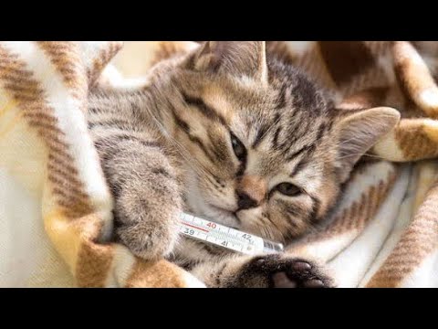 How to Know if My Cat has fever 😿🌡️(Pet Care)|How to take temperature of a cat