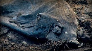 Genesis, the final point (full documentary)
