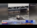 One Half Of Big Bear S Famous Bald Eagle Couple Thought To Be Injured Rescued After Eagle On Eagle