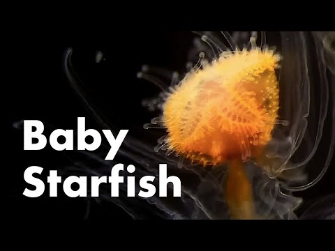 How Are Starfish Born?