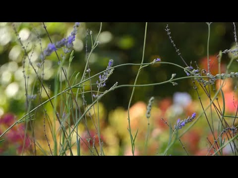 Biram selo ep. 114 24.11.2021. "Moj baštovan", hortikultura, Vladimir Drašković, Belegiš