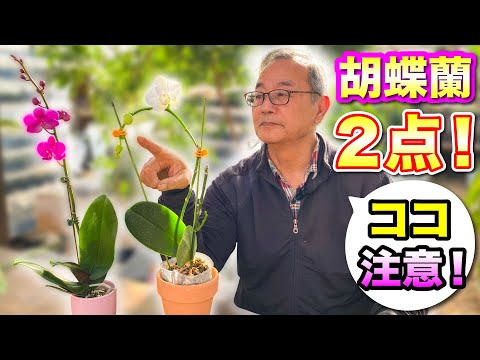 植物を溺死させる間違い 直接光の水やり 植物 花 蘭
