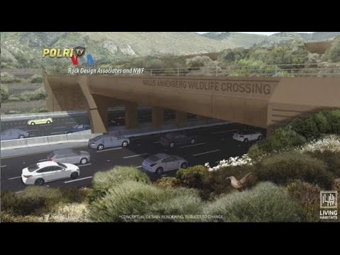 VOA : CALIFORNIA BANGUN JEMBATAN SATWA TERBESAR DI DUNIA