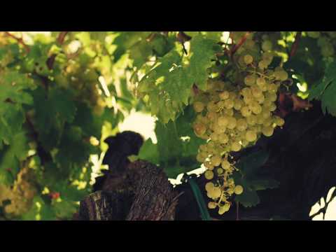 Conegliano Valdobbiadene - das Land des Prosecco Superiore