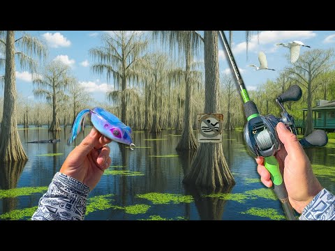 Searching For Swamp Bass Deep In The Bayou Backwaters