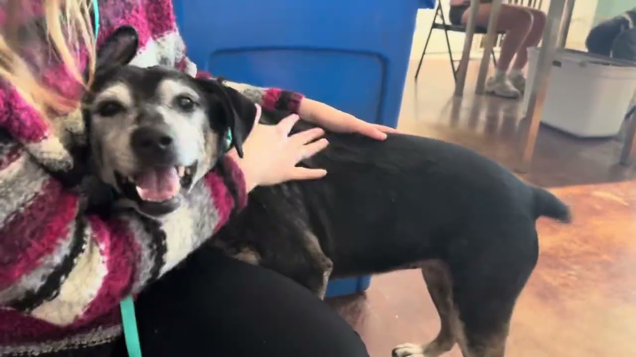 Enlarge Janis, a ADOPTABLE mixed breed in San Antonio, TX video 6/6