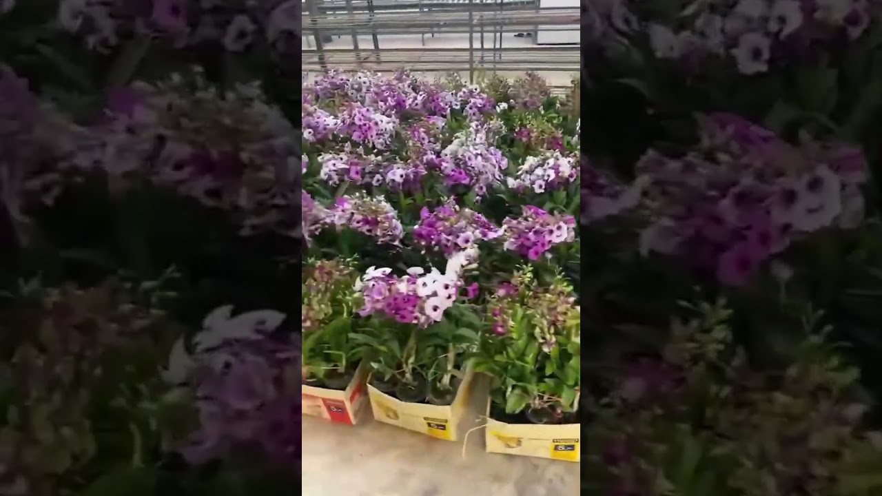 Imported Orchids  #orchids #thailand #imported