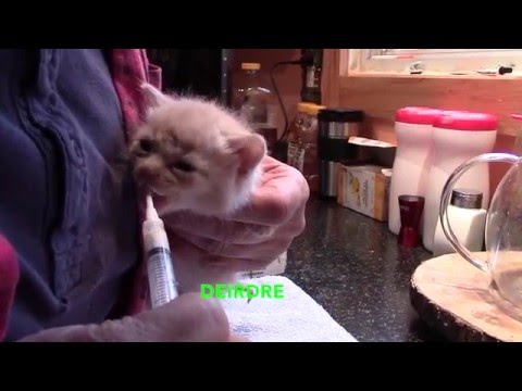 Rescue Angels - Big Girls Now! Enya, Fiona and Deirdre Eating on Their Own