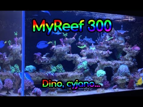 (122) MyReef 300 / Dino / Cyjano - Akwarium morskie - Reef aquarium