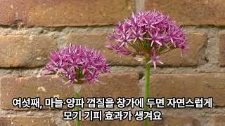 가을 모기 퇴치 천연